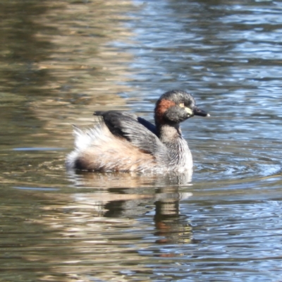 Tachybaptus novaehollandiae (Australasian Grebe) at Greenway, ACT - 16 May 2021 by MatthewFrawley