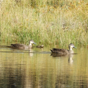 Anas superciliosa at Greenway, ACT - 16 May 2021