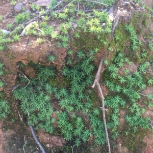 Polytrichaceae at O'Connor, ACT - 16 May 2021