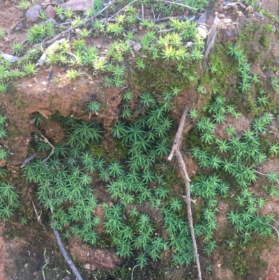 Polytrichaceae sp. (family) (A moss) at O'Connor, ACT - 16 May 2021 by NedJohnston