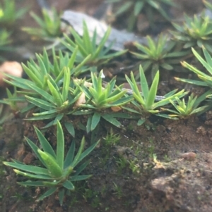 Polytrichaceae at O'Connor, ACT - 16 May 2021