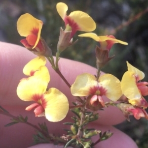 Dillwynia phylicoides at O'Connor, ACT - 16 May 2021