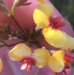 Dillwynia phylicoides at O'Connor, ACT - 16 May 2021