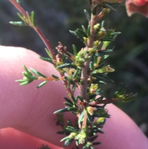 Dillwynia phylicoides at O'Connor, ACT - 16 May 2021