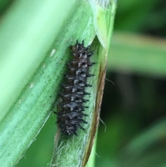 Junonia villida at Goulburn, NSW - 9 May 2021