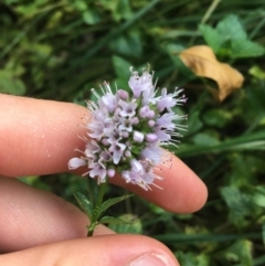 Mentha x piperita (Peppermint) at Haig Park - 1 May 2021 by Ned_Johnston