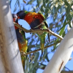 Trichoglossus moluccanus at Hackett, ACT - 16 May 2021 12:30 PM