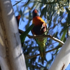 Trichoglossus moluccanus at Hackett, ACT - 16 May 2021 12:30 PM