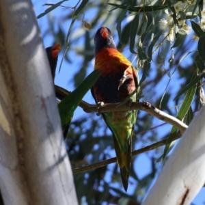 Trichoglossus moluccanus at Hackett, ACT - 16 May 2021