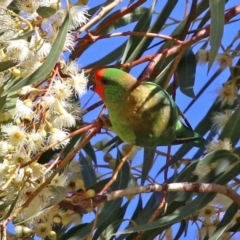 Parvipsitta pusilla (Little Lorikeet) at Hackett, ACT - 16 May 2021 by RodDeb