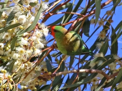 Parvipsitta pusilla (Little Lorikeet) at Hackett, ACT - 16 May 2021 by RodDeb