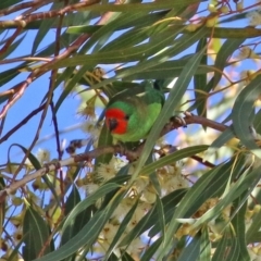 Parvipsitta pusilla at Hackett, ACT - 16 May 2021 12:45 PM