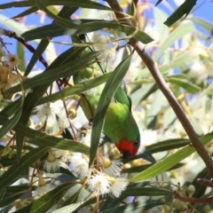 Parvipsitta pusilla at Hackett, ACT - 16 May 2021 12:45 PM