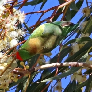 Parvipsitta pusilla at Hackett, ACT - 16 May 2021 12:45 PM