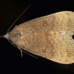 Rhapsa suscitatalis (Wedged Rhapsa) at Ainslie, ACT - 8 May 2021 by jb2602