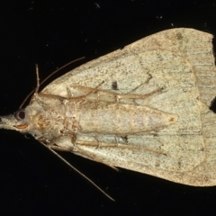 Rhapsa suscitatalis at Ainslie, ACT - 8 May 2021