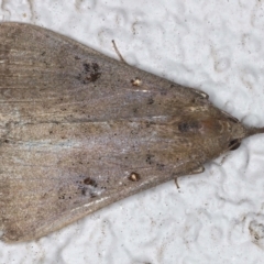 Rhapsa suscitatalis (Wedged Rhapsa) at Ainslie, ACT - 8 May 2021 by jb2602