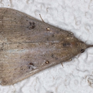 Rhapsa suscitatalis at Ainslie, ACT - 8 May 2021