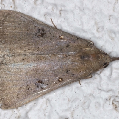 Rhapsa suscitatalis (Wedged Rhapsa) at Ainslie, ACT - 8 May 2021 by jb2602