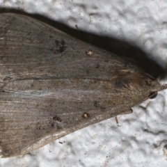 Rhapsa suscitatalis at Ainslie, ACT - 8 May 2021