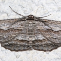 Euphronarcha luxaria (Striated Bark Moth) at Ainslie, ACT - 8 May 2021 by jbromilow50