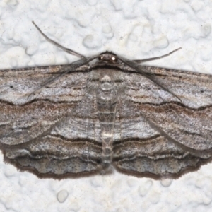 Euphronarcha luxaria at Ainslie, ACT - 8 May 2021