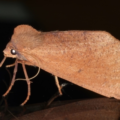 Fisera perplexata (Light-tan Crest-moth) at Ainslie, ACT - 8 May 2021 by jb2602