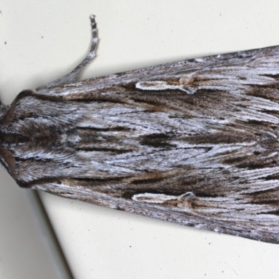 Persectania ewingii (Southern Armyworm) at Ainslie, ACT - 7 May 2021 by jb2602