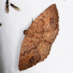 Casbia melanops (Pomaderris Moth) at Paddys River, ACT - 12 Mar 2021 by ibaird