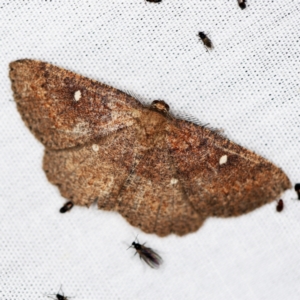 Casbia melanops at Paddys River, ACT - 12 Mar 2021