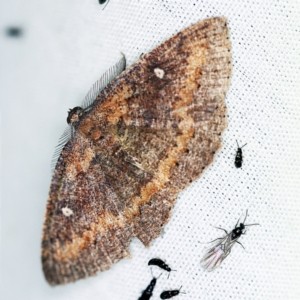 Casbia melanops at Paddys River, ACT - 12 Mar 2021