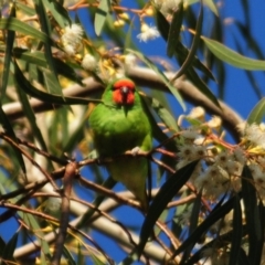 Parvipsitta pusilla (Little Lorikeet) at Hackett, ACT - 16 May 2021 by Harrisi