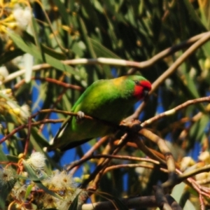 Parvipsitta pusilla at Hackett, ACT - 16 May 2021 03:33 PM