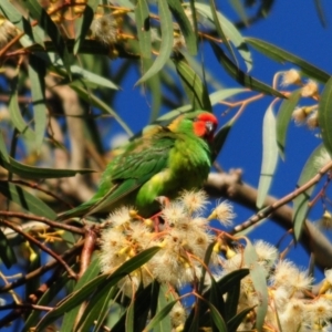 Parvipsitta pusilla at Hackett, ACT - 16 May 2021 03:33 PM