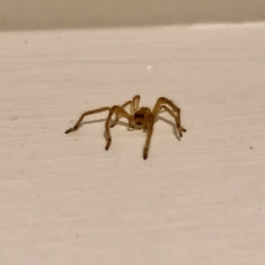 Sparassidae (family) at Aranda, ACT - 16 May 2021