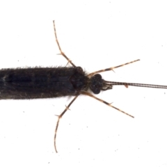 Trichoptera (order) (Unidentified Caddisfly) at Ainslie, ACT - 7 May 2021 by jb2602