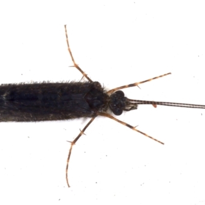 Trichoptera (order) (Unidentified Caddisfly) at Ainslie, ACT - 7 May 2021 by jb2602