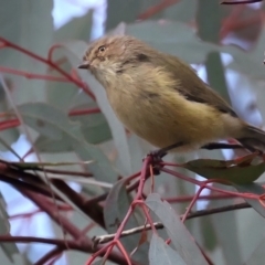 Smicrornis brevirostris (Weebill) at Ainslie, ACT - 1 May 2021 by jb2602