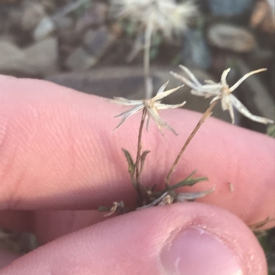 Vittadinia muelleri (Narrow-leafed New Holland Daisy) at Hughes, ACT - 11 May 2021 by Tapirlord