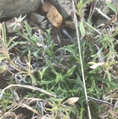 Vittadinia muelleri at Hughes, ACT - 11 May 2021