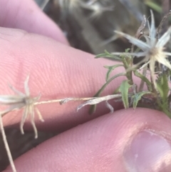 Vittadinia muelleri at Hughes, ACT - 11 May 2021