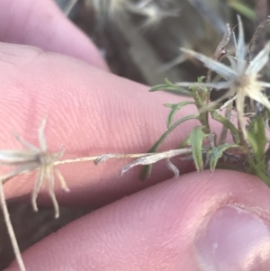 Vittadinia muelleri at Hughes, ACT - 11 May 2021