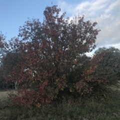 Pyrus ussuriensis (Manchurian Pear) at Hughes, ACT - 11 May 2021 by Tapirlord