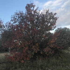 Pyrus ussuriensis at Hughes, ACT - 11 May 2021 04:34 PM