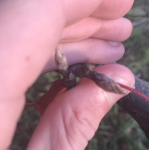 Pyrus ussuriensis at Hughes, ACT - 11 May 2021 04:34 PM