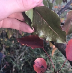 Pyrus ussuriensis at Hughes, ACT - 11 May 2021 04:34 PM