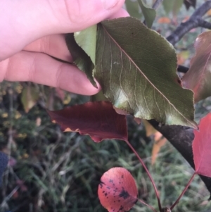 Pyrus ussuriensis at Hughes, ACT - 11 May 2021