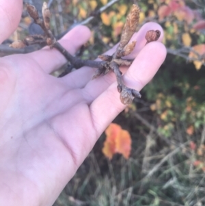 Pyrus ussuriensis at Hughes, ACT - 11 May 2021