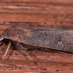 Diarsia intermixta at Melba, ACT - 12 May 2021 07:20 PM