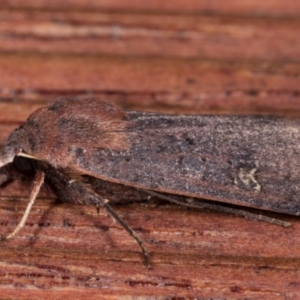 Diarsia intermixta at Melba, ACT - 12 May 2021 07:20 PM